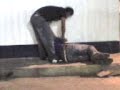 PELEA DE LOKOS PELEA DE LOKOS