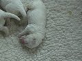 Mitsy & puppies