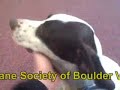 *ADOPTED* Frisco A164386 Humane Society Adopt *ADOPTED* Frisco A164386 Humane Society Adopt