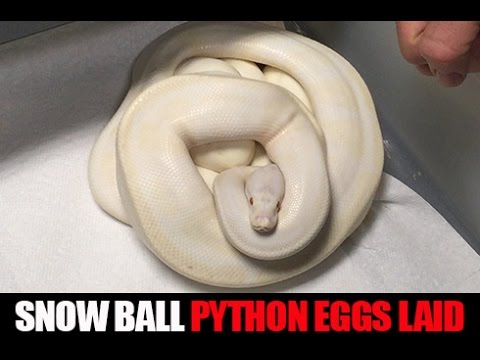 YouTube reptile video