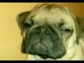 pug y chihuhahua
