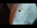 Brain-tanning #19