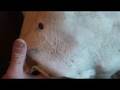 videos de Brain-tanning #19