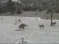 Deer \"Fight\" -- or just Horsing (\"Deering?) Around Deer \"Fight\" -- or just Horsing (\"Deering?) Around