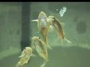 Corys anemus puesta