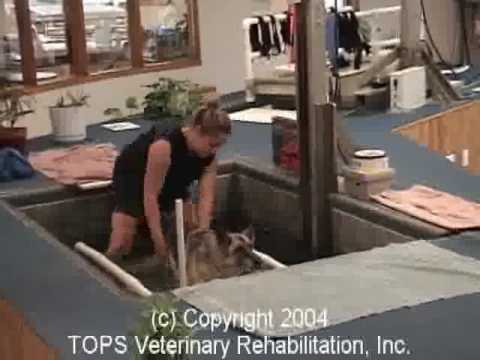 how to treat dm in dogs