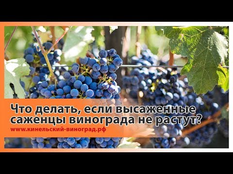 Что делать, если посаженные в этом году саженцы винограда не растут?