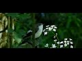 Flycatcher taking off