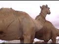 Burtinle Soomaaliya2 Burtinle Soomaaliya2