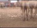 videos de Burtinle Soomaaliya2