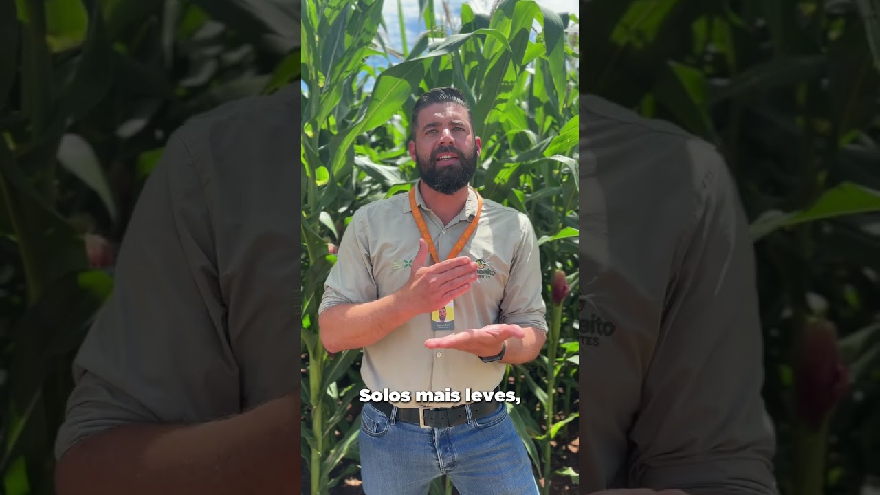 Escolher o híbrido certo de milho vai muito além do nome na semente.