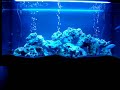 Malawi tanganyika cichlids relaxating clip