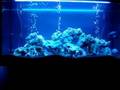 Malawi tanganyika cichlids relaxating clip