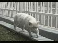 boo - um gato pregui�oso
