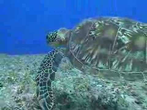 Turtle Cam