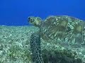 Turtle Cam Turtle Cam