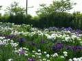 Japanese iris festival (Ⅲ) あやめ祭り・３ 千…
