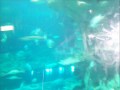 Tian Hwee visits Ocean Park