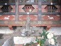 Buthan nuns meditate and sing in a monastery Buthan nuns meditate and sing in a monastery