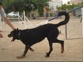 Beauceron TOFOL  training Pican