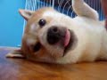 柴犬動画