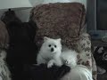 ポメラニアン動画