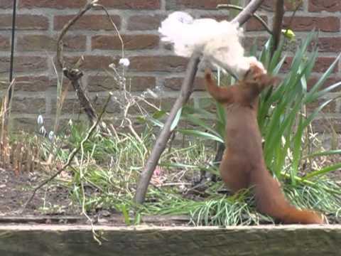 Red squirrel nesting season, video | Dear Kitty. Some blog