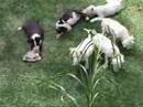 Bull Terrier Inglés video
