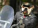 funny dogs prt 1 funny dogs prt 1
