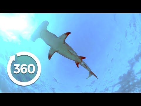Swimming with Hammerhead Sharks (360 Video) - YouTube