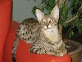 Rehbis Bengalen & Savannahs - xtour.flv