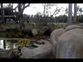Pacing Jaguar