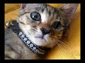 ADOPTED-Temperance