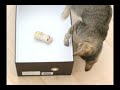 ADOPTED-Temperance