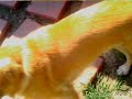 Calling All The Dogs