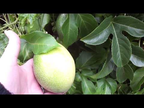 how to fertilize passion fruit