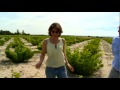 Viñedos viejos en vaso en Shaya (DO Rueda) - Todovino