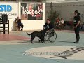 Centro Studi del Cane Italia
