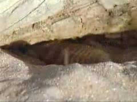 Camel Spider