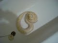 BERTHA THE BURMESE PYTHON STRIKES AGAIN AS RAT FIGHTS FOR LIFE BERTHA THE BURMESE PYTHON STRIKES AGAIN AS RAT FIGHTS FOR LIFE