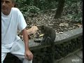 Mono en el zoológico haciendo de las suyas