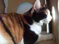 猫、乙女らしからぬ顔になる。