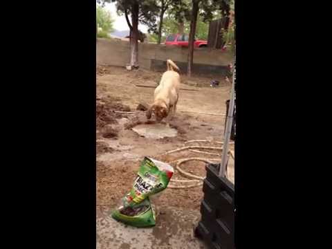 [LABtv] Yellow Labrador named Tex and his Muddy Fun