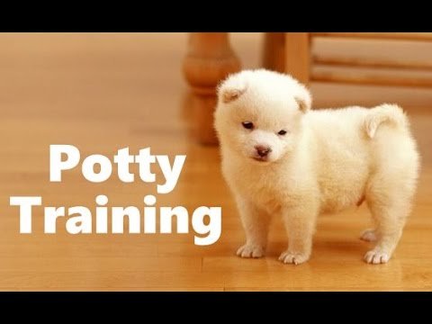 how to train samoyed