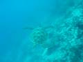 Sea Turtle The Haven Resort Maldives