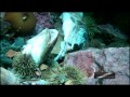 Raw Video - Dead Cod Fish Triton Newfoundland and Labrador