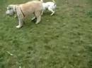 sunny & big dog sunny & big dog