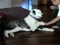 Jasper the Sheepdog\