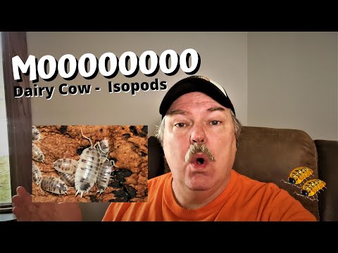 YouTube reptile video