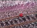 lady bug hobo